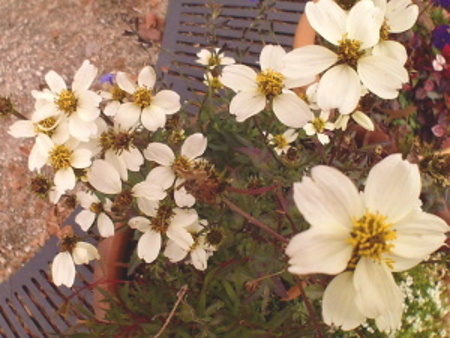 Autumn Flowers